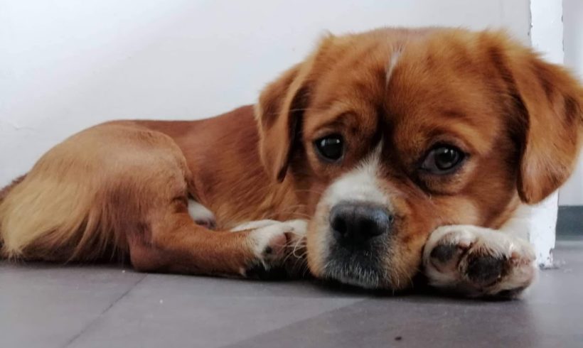 Csoki TH Zala •vermittelt•