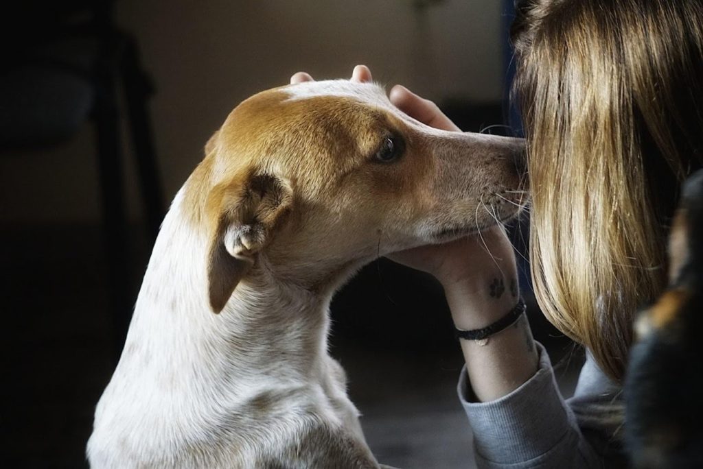 Emily (TH Zala) ♥vermittelt♥ — Tierheimleben in Not