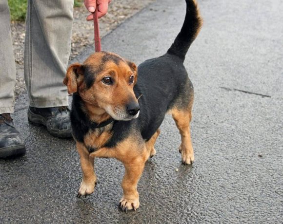 Nudli !Ausreisepaten gefunden :-*/Transportpaten gefunden:-* vermittelt →2/2020 Nudli !Ausreisepaten gefunden :-*/Transportpaten gefunden:-* vermittelt →2/2020