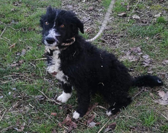 Titus !Transportpaten gefunden ♥ vermittelt an die Tierhilfe Franken ♥ Titus !Transportpaten gefunden ♥ vermittelt an die Tierhilfe Franken ♥