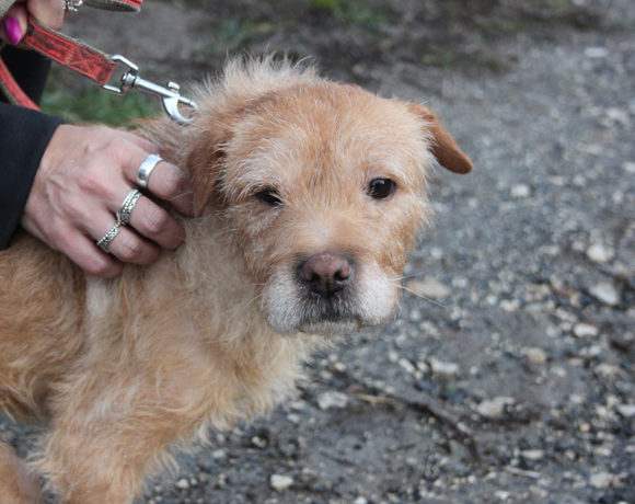 Angyal !Ausreise/Transportpaten gefunden! ♥vermittelt♥ Angyal !Ausreise/Transportpaten gefunden! ♥vermittelt♥