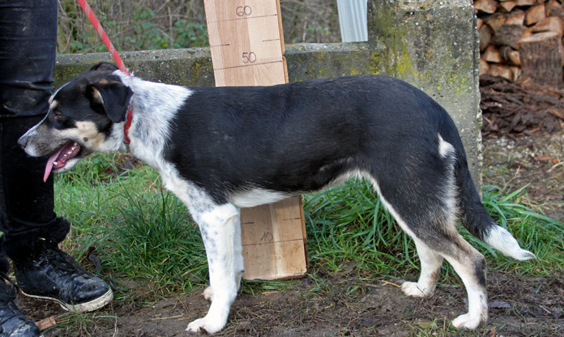 Bonnie (Bogancs) •vermittelt•