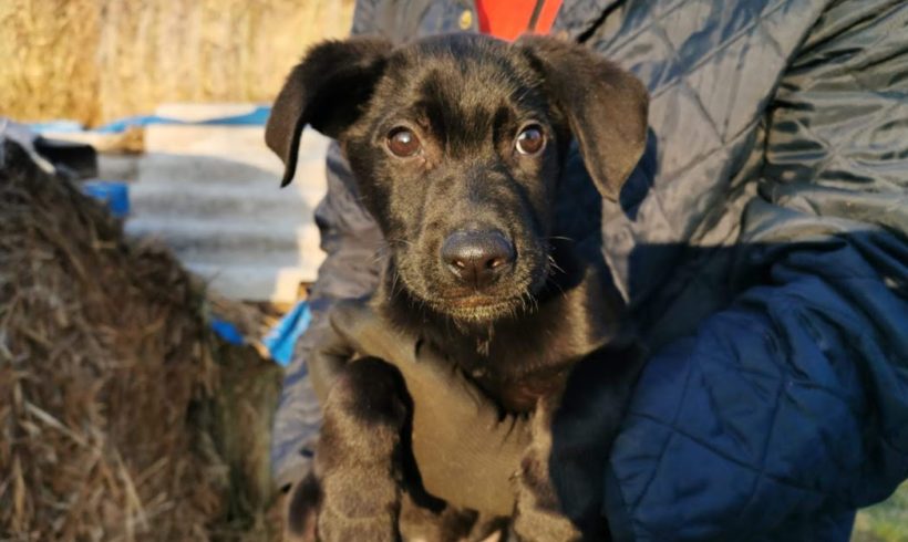 Semir – durch andere Orga vermittelt