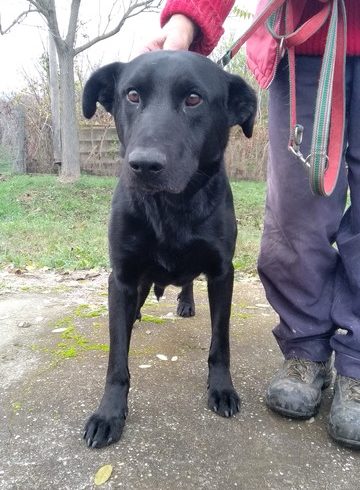 Nero / Mohacs ♥ vermittelt ♥