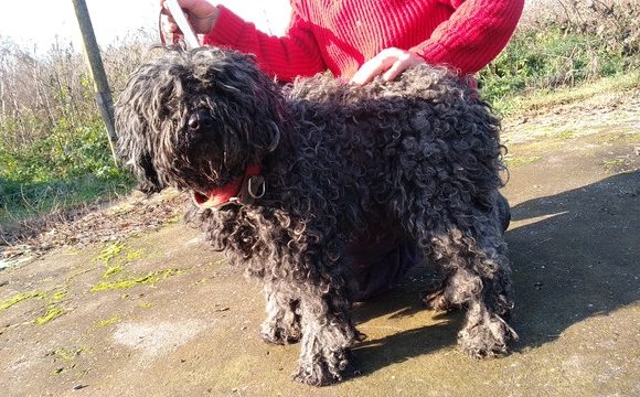 Gesztenye / Mohacs !Transportpaten gefunden! ♥vermittelt an die Tierhilfe Franken♥ →3/2020 Gesztenye / Mohacs !Transportpaten gefunden! ♥vermittelt an die Tierhilfe Franken♥ →3/2020