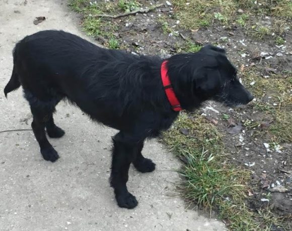 Inesz ! Transportpaten gefunden! ♥vermittelt an die Schnauzer Nothilfe♥ →3/2020 ♥vermittelt♥ Inesz ! Transportpaten gefunden! ♥vermittelt an die Schnauzer Nothilfe♥ →3/2020 ♥vermittelt♥