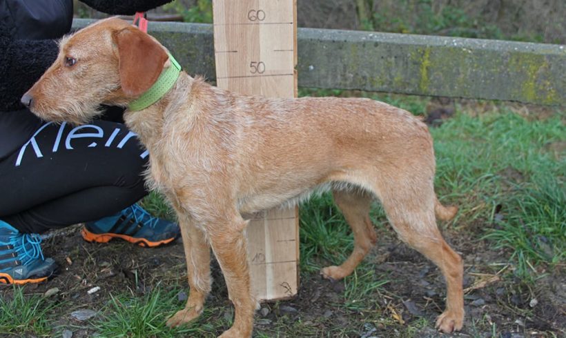 Viki •vermittelt•