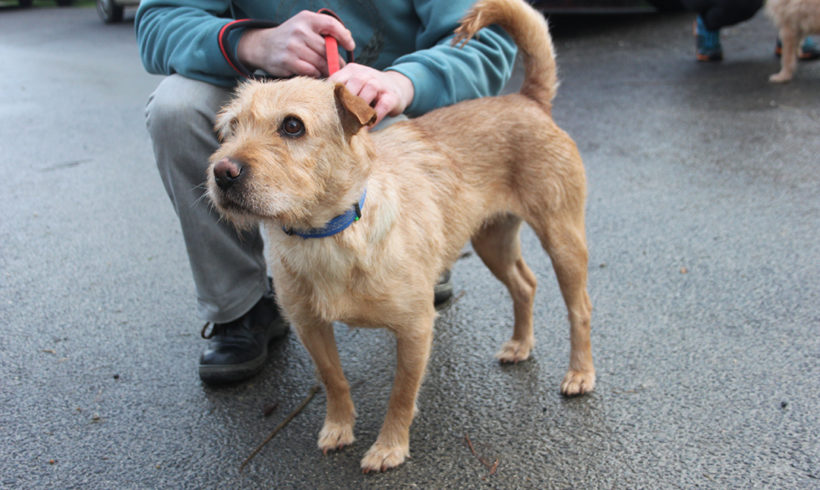 Saba (Bogancs) •vermittelt•