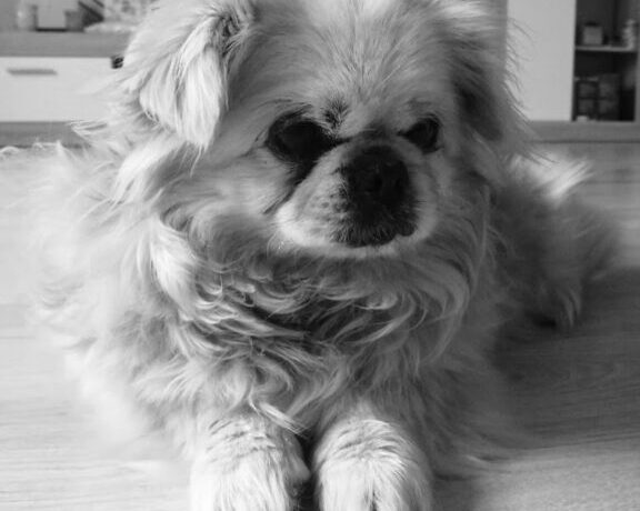 Picur Dombovar ! Ausreisepaten gefunden/Transportpaten gefunden! →2/2020 ♥vermittelt♥ Picur Dombovar ! Ausreisepaten gefunden/Transportpaten gefunden! →2/2020 ♥vermittelt♥