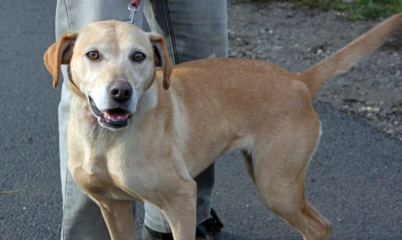 Dödi ♥vermittelt♥ (Bogancs)