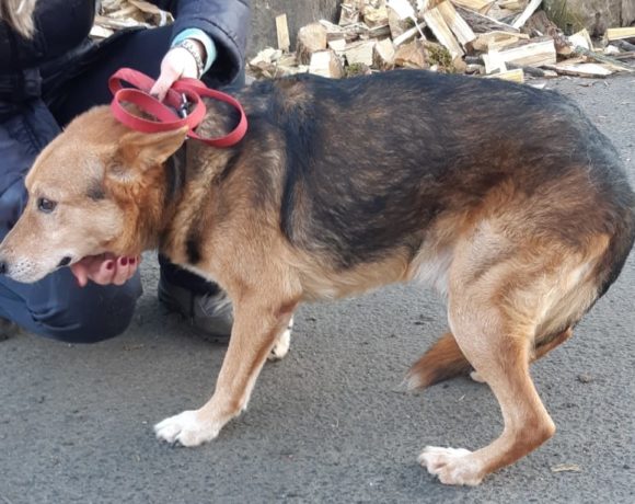 Szemi !Ausreisepaten gefunden!/Transportpaten gefunden! ♥vermittelt♥ Szemi !Ausreisepaten gefunden!/Transportpaten gefunden! ♥vermittelt♥