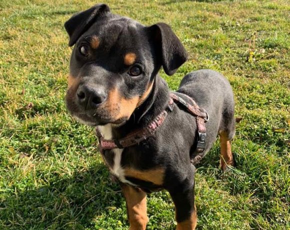 Bendeguz – Staffmix! Wird von Nothilfe für Hunde in A übernommen-Ausreisepaten gefunden! →3/2020 ♥vermittelt♥ Bendeguz – Staffmix! Wird von Nothilfe für Hunde in A übernommen-Ausreisepaten gefunden! →3/2020 ♥vermittelt♥