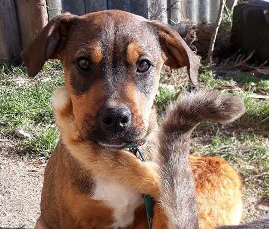 Soma –  Staffmix! Wir von Nothilfe für Hunde in A übernommen – Ausreisepaten gefunden :-* →3/2020 ♥vermittelt♥