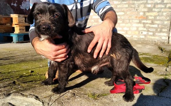 Karsci !!Transportpaten gefunden  ♥vermittelt an die Tierhilfe Franken ♥ →05/2020