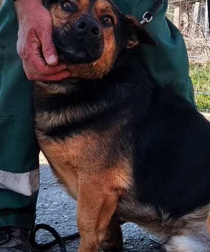 Dino Mohacs ♥vermittelt♥