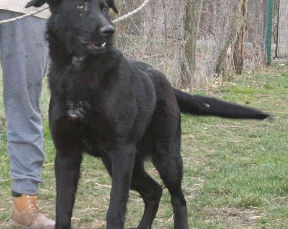Rolf !! Transportpaten gefunden !! ♥vermittelt an Berner Sennenhunde in Not♥ →04.07.2020