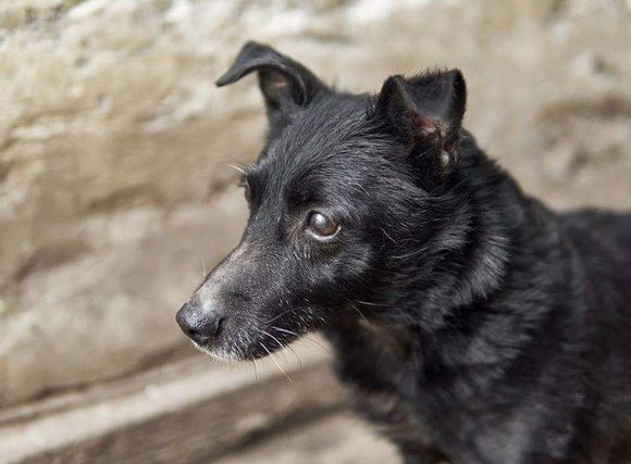 Pimpi !Transportpate gefunden! ♥vermittelt an die Tierhilfe Franken♥ →13.06.2020