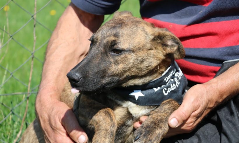 Shakira •vermittelt•