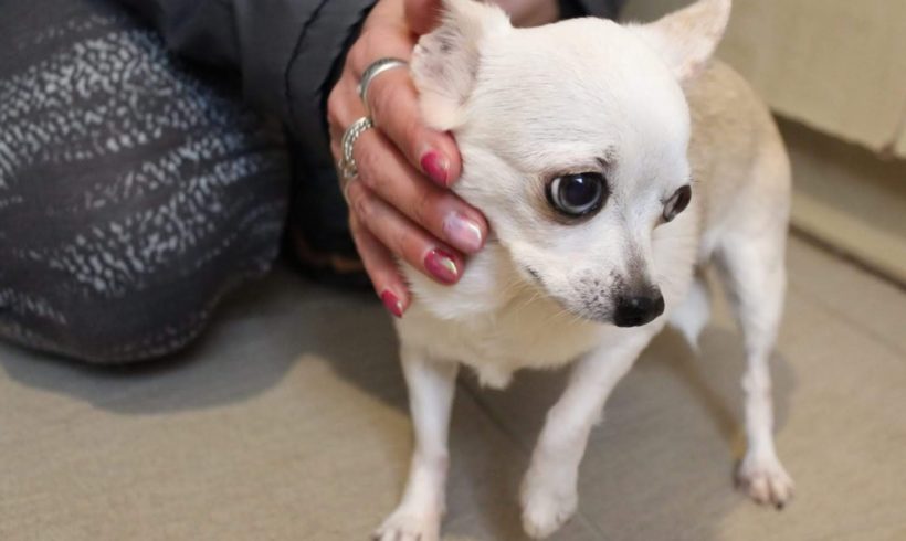 Lotti TH Bogancs •vermittelt•