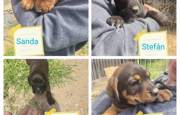 Sanda, Stefán, Seron, Shiva ♥Vermittelt an Nothilfe für Hunde – A-Hallein♥
