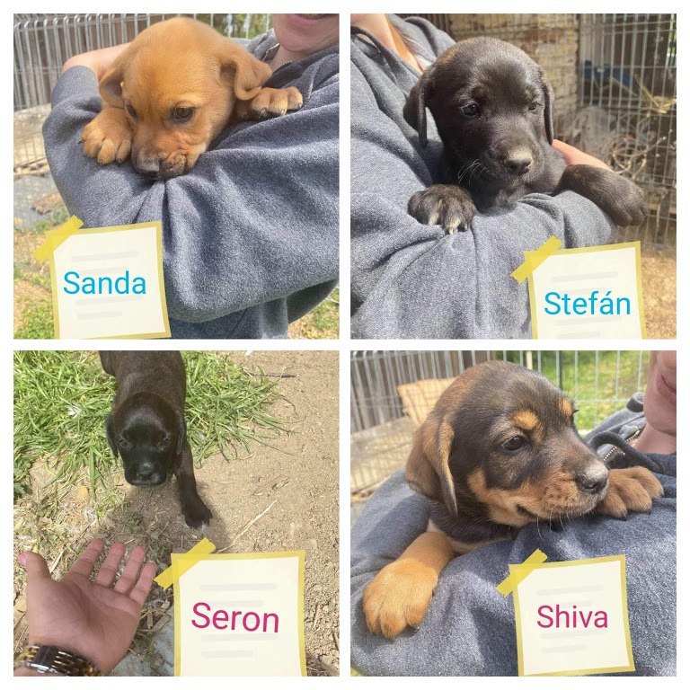Sanda, Stefán, Seron, Shiva ♥Vermittelt an Nothilfe für Hunde – A-Hallein♥