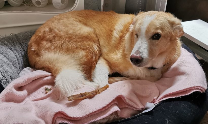 Leevay ♥vermittelt♥ ▲ 🐶 auf PS in 67147 Forst an der Weinstraße🐶