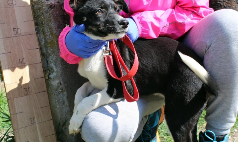 Alma 2 •vermittelt•