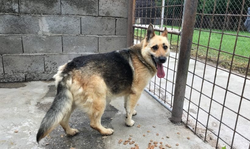 Dino 4 ♥vermittelt♥ ▲ 🐶. auf PS in 16247 Friedrichswalde🐶