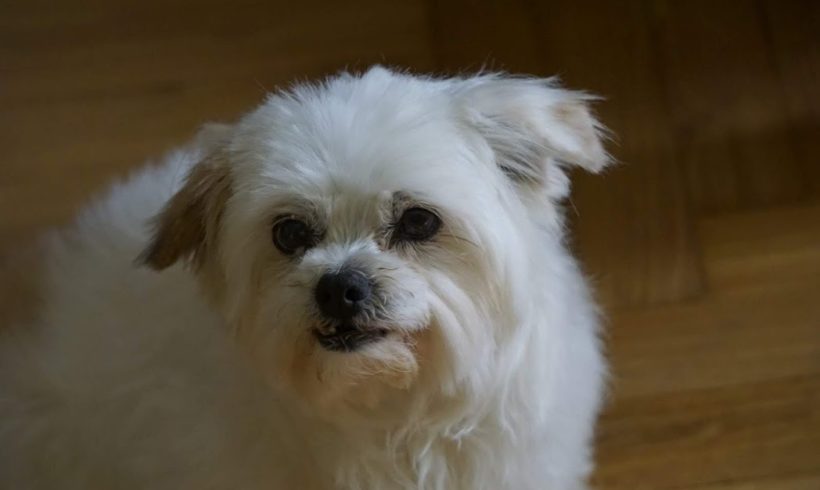 Gizi 2 TH Zala •vermittelt•