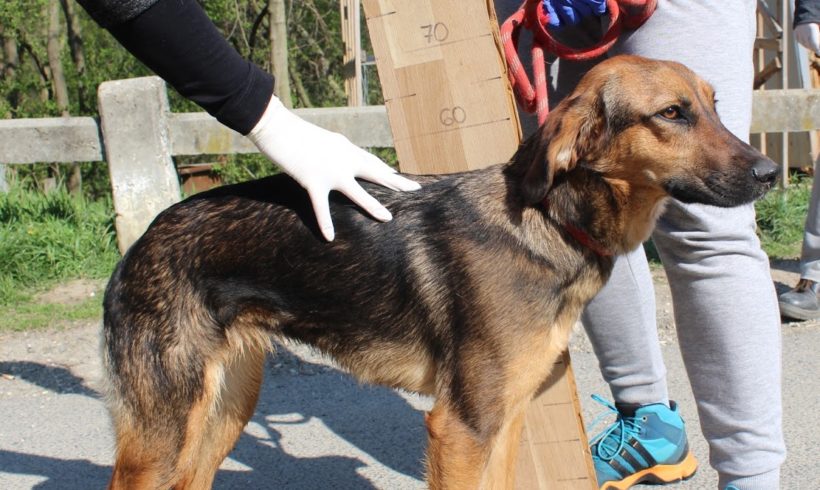 Pici TH Bogancs ♥vermittelt♥