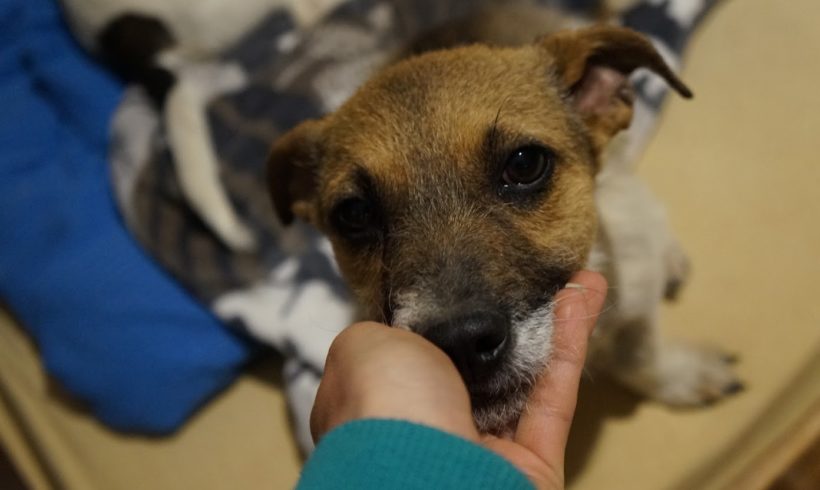 Pupak ♥vermittelt♥