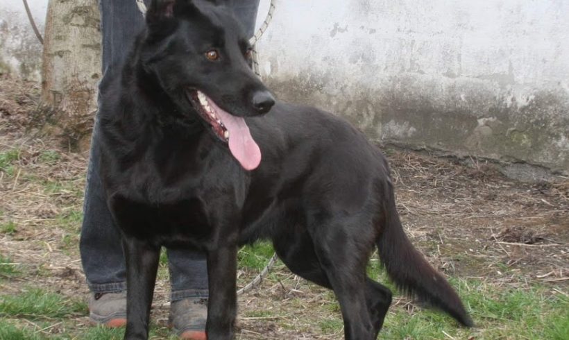 Szilva Dombovar ♥vermittelt♥