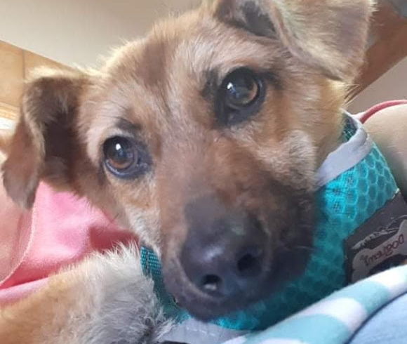 Dio Dombovar ♥vermittelt♥