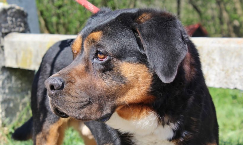 Reno TH Bogancs •vermittelt•