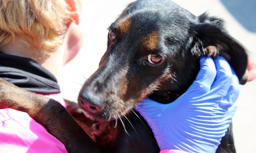 Rony •vermittelt•