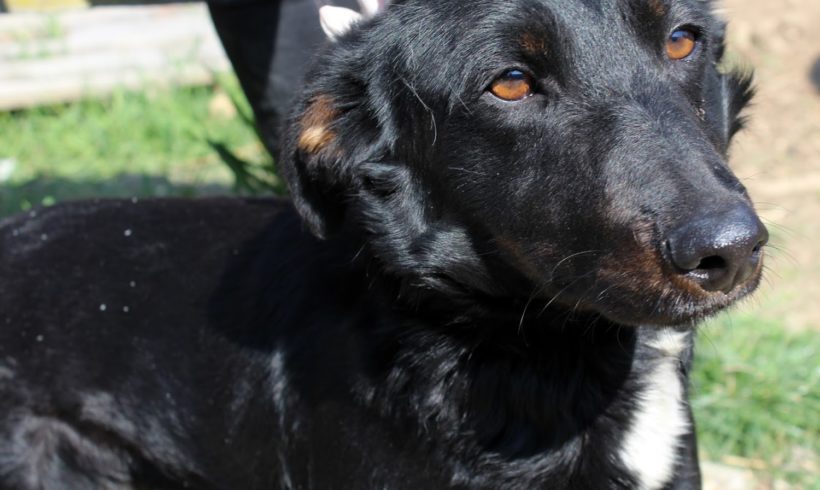 Vilmos •vermittelt•