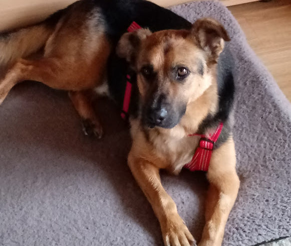 Nero 7  !! NOTFALL/  auf Pflegestelle in 76887 Bad Bergzabern