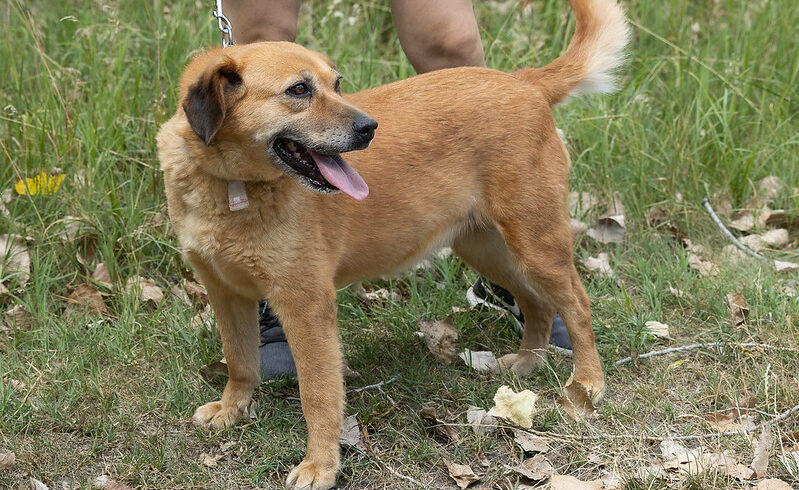 Naomi – Notfall-  ♥ vermittelt ♥