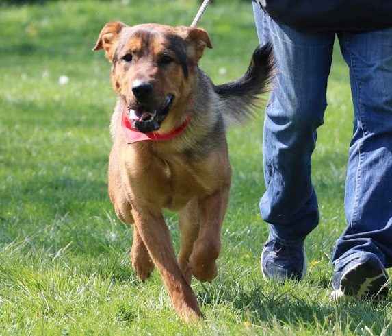 Rexy ♥vermittelt♥