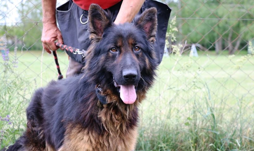 Nero Dombovar ♥vermittelt♥