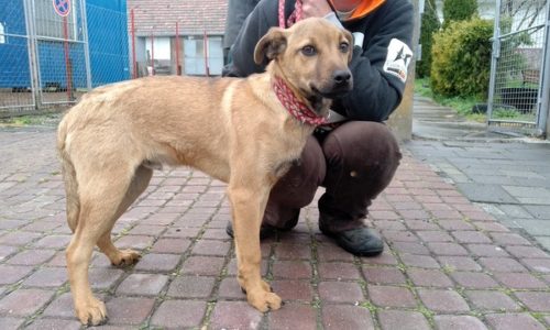 Gergo ♥vermittelt♥  auf PS in 91056 Erlangen