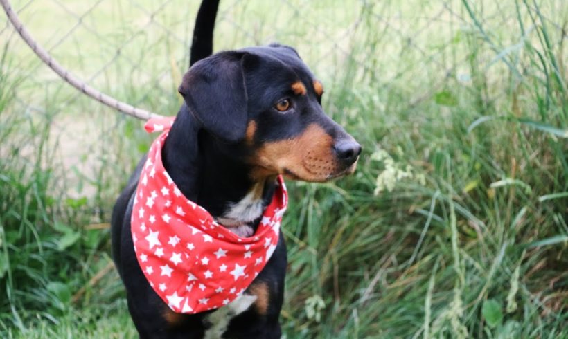 Csoki Dombovar ♥vermittelt♥