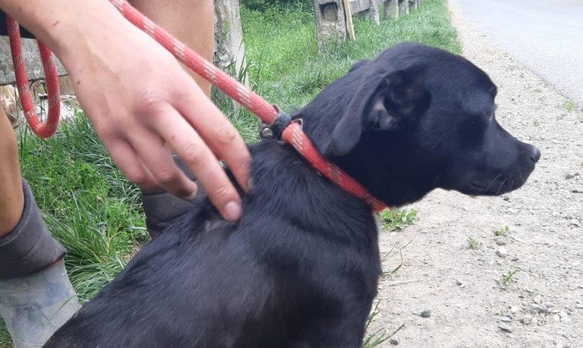 Pongo ♥vermittelt♥