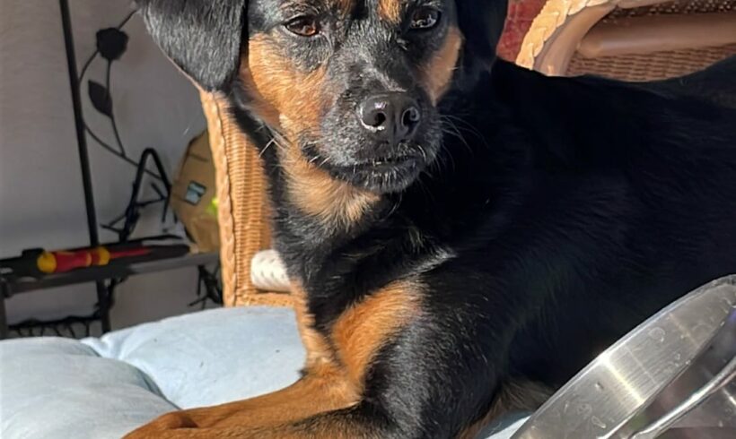 Julci ♥ muss ihr Zuhause in 65510 Idstein verlassen! +++VERMITTELT +++ ♥♥♥