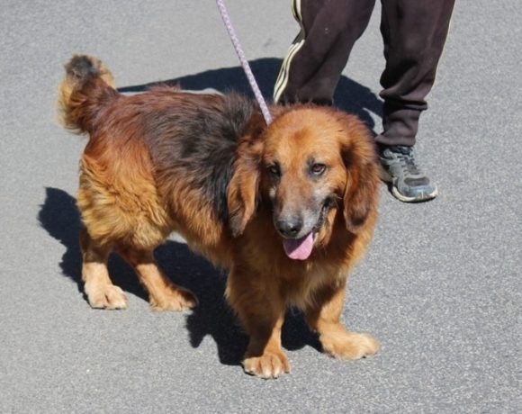 Bulldy ♥vermittelt auf Gnadenhof♥ ! Ausreise- und Transportpaten gefunden! Bulldy ♥vermittelt auf Gnadenhof♥ ! Ausreise- und Transportpaten gefunden!