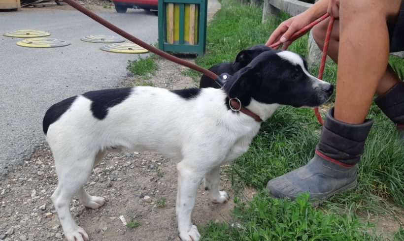 Domino ♥vermittelt♥