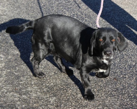 Dömpi ! Transportpaten gefunden :-) ! ♥vermittelt an die Tierhilfe Franken♥ →06-2020 Dömpi ! Transportpaten gefunden :-) ! ♥vermittelt an die Tierhilfe Franken♥ →06-2020