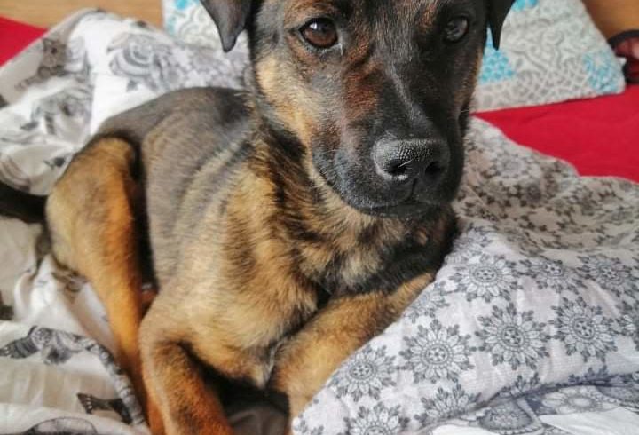 Alfred III. •vermittelt•