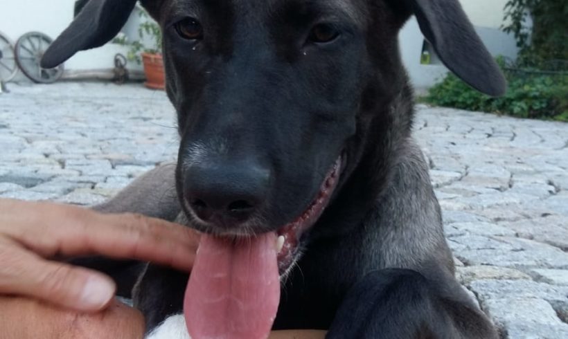 Anja ♥vermittelt♥ ▲ auf PS in 89294 Oberroth