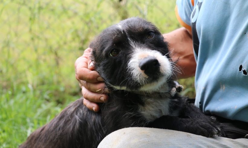 Bongo ♥vermittelt♥